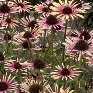 Echinacea purpurea Disco Star®