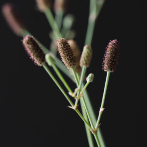 Eryngium Magical® Explosion Improved
