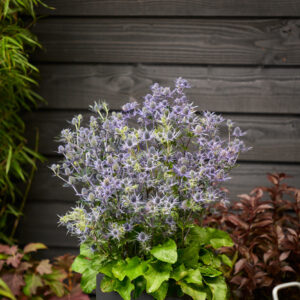 Eryngium Magical® Purple Lagoon