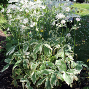 Astrantia major Sparkling Stars™ Diamond