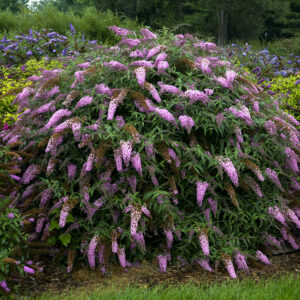 Buddleja Pink Cascade® Improved
