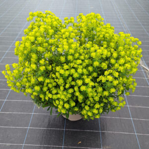Euphorbia amygdaloides Va-Va-Voom