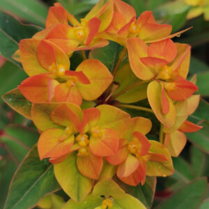 Euphorbia griffithii x polychoma Embers Glow