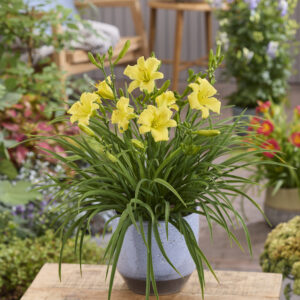 Hemerocallis Stella Citron®