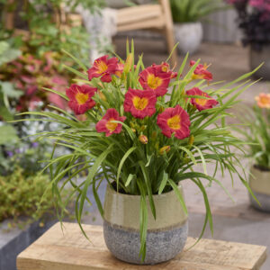 Hemerocallis Stella Rouge®