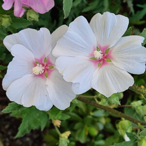 Lavatera Marshmallow Cherry Blush