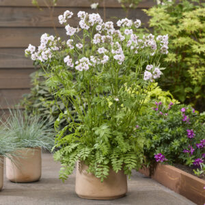 Polemonium reptans Violet Heart®