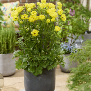 Ranunculus Rococo Gold®