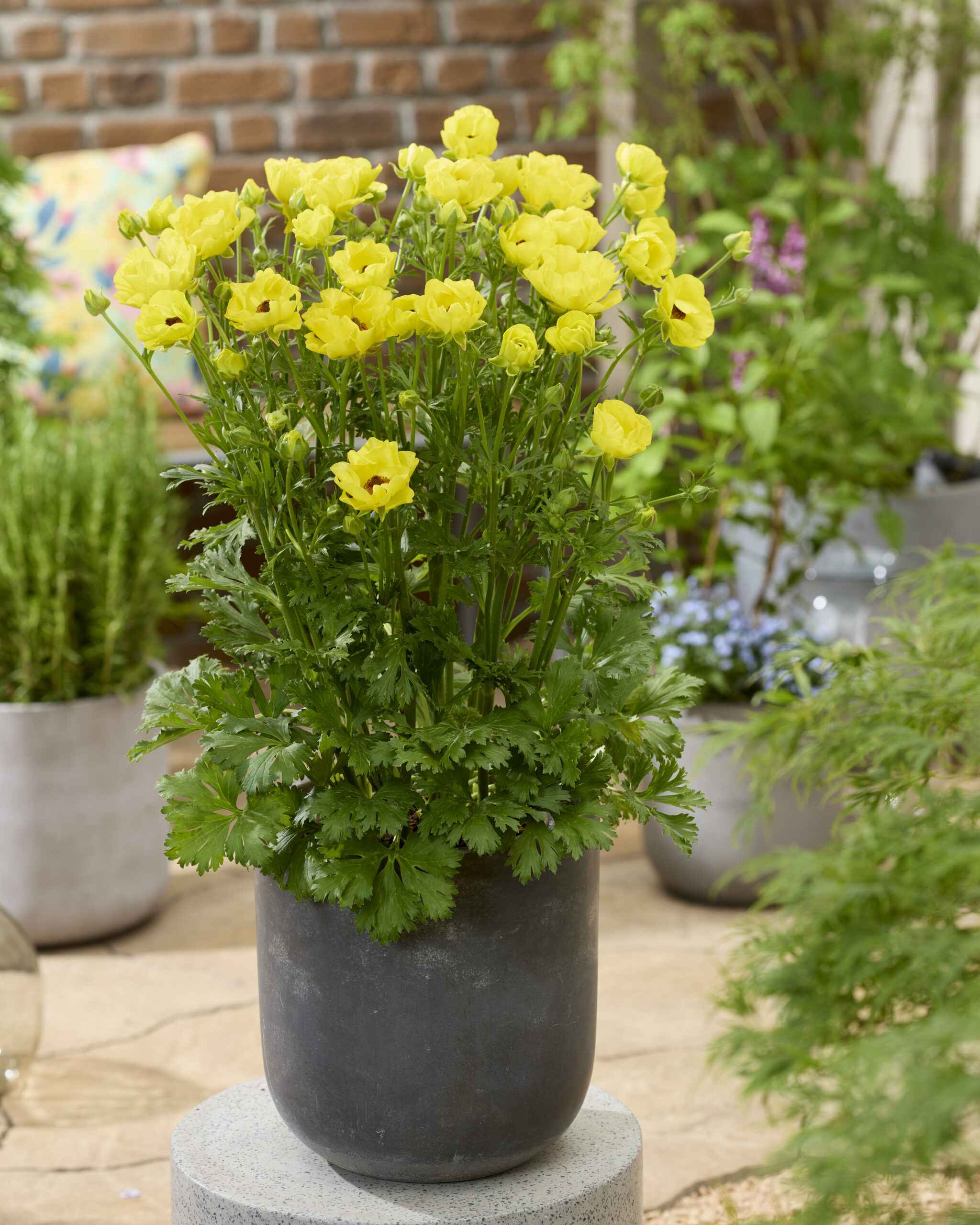 Ranunculus Rococo Ranunculus Rococo Gold® - Walter Blom Plants B.V.