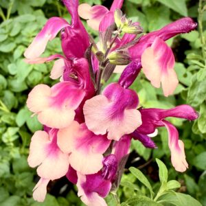 Salvia Melba Magic® Cherry