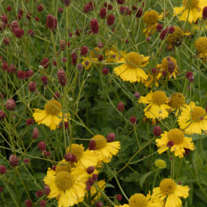 Sanguisorba Beetlewings