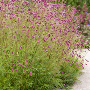 Sanguisorba officinalis Raspberry Coulis