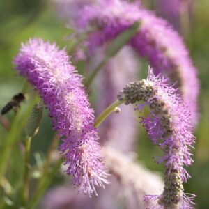 Sanguisorba officinalis Lilac Squirrel