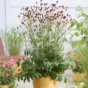 Sanguisorba officinalis First Star