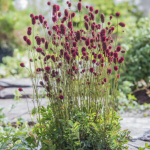 Sanguisorba officinalis Red Buttons