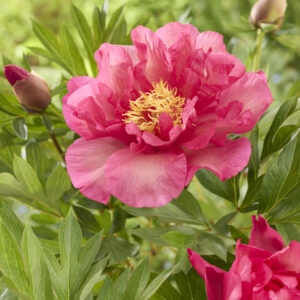 Paeonia Itoh Garden Candy® Noa Jolie™