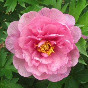 Paeonia Itoh Garden Candy® Strawberry Swirl