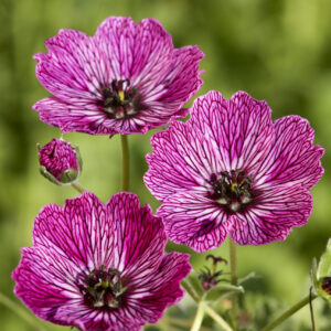Geranium cinereum Jolly Jewel™ Lilac