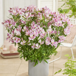 Alstroemeria Duchess™ Emilie