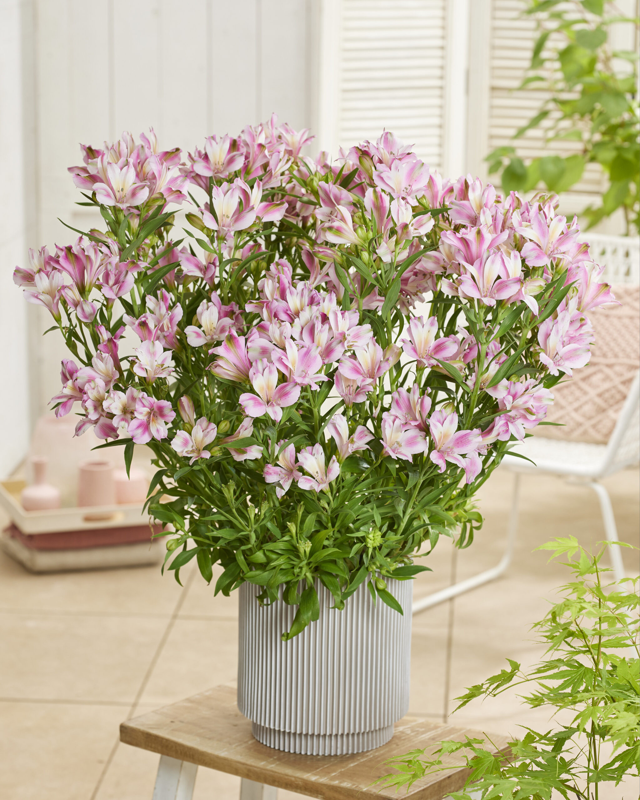 この世で一番愛しい記憶 / ALSTROeMERIA / kaoling Alstroemeria Duchess™ Emilie - Walter Blom Plants B.V.