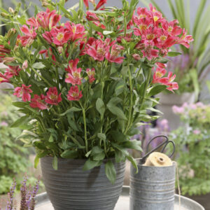 Alstroemeria Duchess™ Isabelle