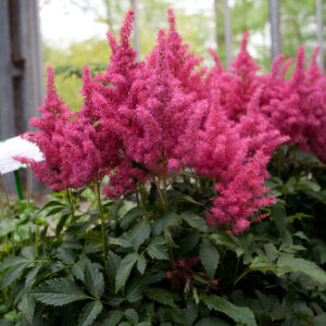 Astilbe Hybrids Lara®