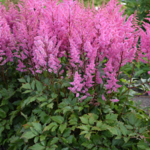 Astilbe Hybrids Lola®