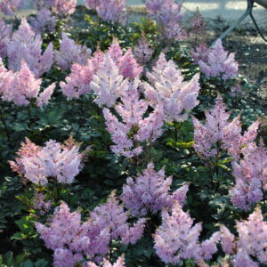Astilbe Hybrids Luna®