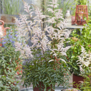 Astilbe simplicifolia Pretty in Pink