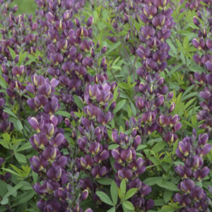 Baptisia Burgundy Blast