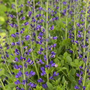 Baptisia Decadence® Periwinkle Popsicle