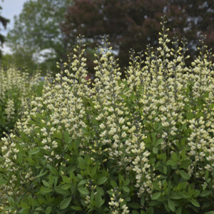 Baptisia Decadence® Vanilla Cream