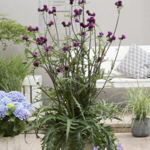 Cirsium Trevors Blue Wonder