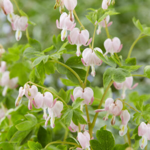 Dicentra spectabilis Cupid