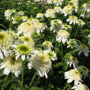 Echinacea mid double White Double Delight