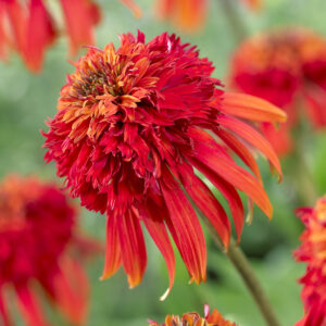 Echinacea tall double Hot Papaya