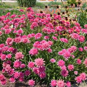 Echinacea compact double Mini Belle