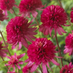 Echinacea tall double Southern Belle
