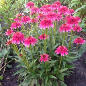 Echinacea mid double Sweet Sixteen