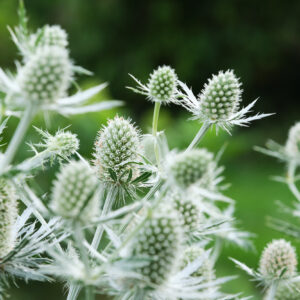 Eryngium Magical® White Lagoon
