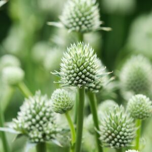 Eryngium Magical® Silver Globe