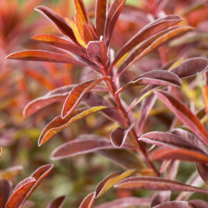 Euphorbia polychroma Bonfire