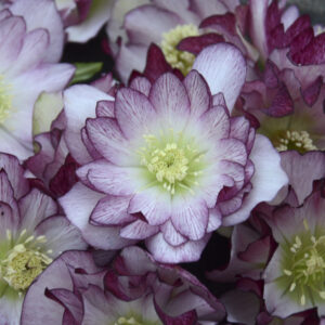 Helleborus orientalis Blushing Bridesmaid