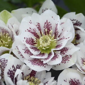 Helleborus orientalis Confetti Cake