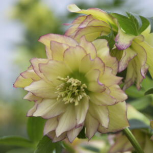 Helleborus orientalis First Dance