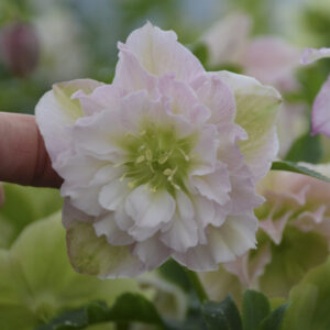 Helleborus orientalis Flower Girl