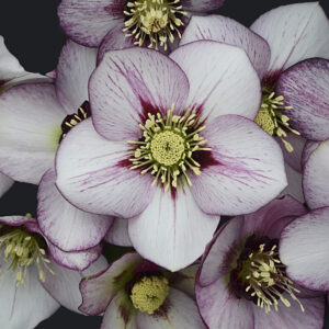 Helleborus orientalis French Kiss