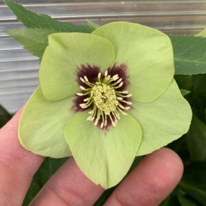 Helleborus orientalis Irish Luck