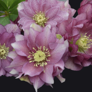 Helleborus orientalis Maid of Honor