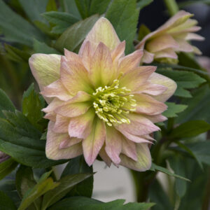 Helleborus orientalis Mother of the Bride